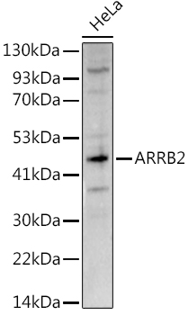 ARRB2 antibody