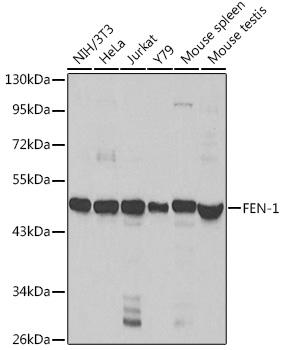 FEN1 antibody