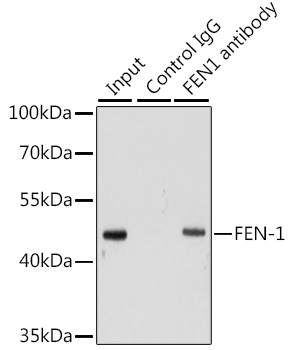 FEN1 antibody