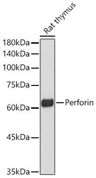 PRF1 antibody