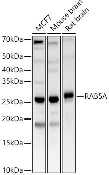 RAB5A antibody