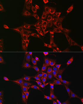 RAB5A antibody