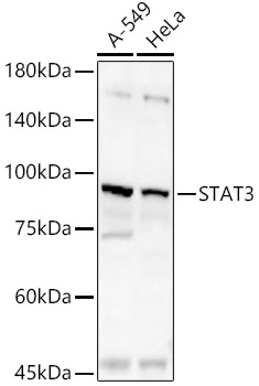 STAT3 antibody