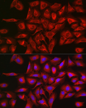 STAT3 antibody