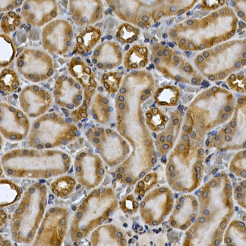 STAT3 antibody