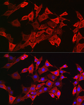 STAT3 antibody