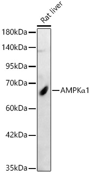 PRKAA1 antibody