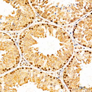 PRKAA1 antibody