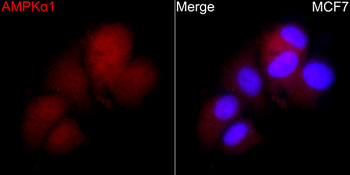 PRKAA1 antibody