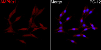 PRKAA1 antibody