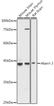 ATXN3 antibody