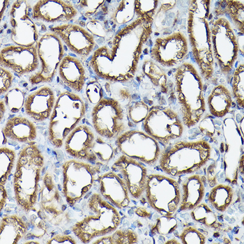 ATXN3 antibody