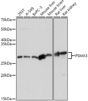 PSMA3 antibody