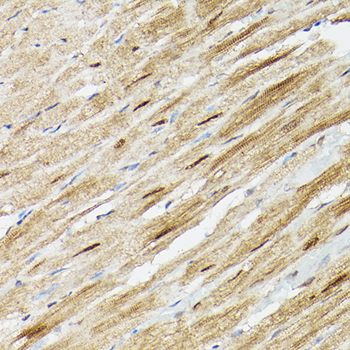 PSMA3 antibody