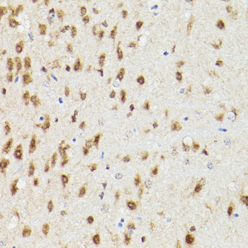 PSMA3 antibody