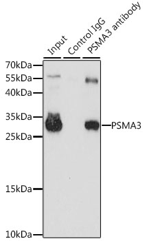 PSMA3 antibody