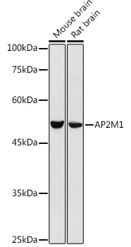 AP2M1 antibody