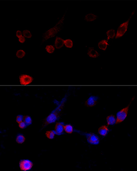 FLNA antibody