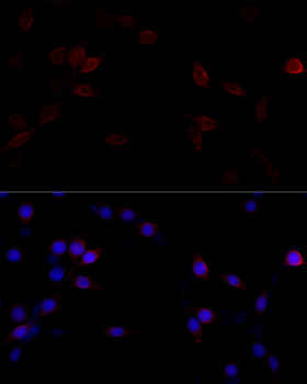 FLNA antibody