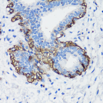 FLNA antibody