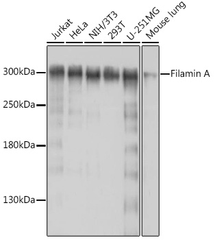 FLNA antibody