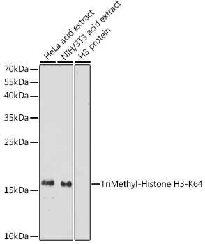 TriMethyl-Histone H3-K64 antibody