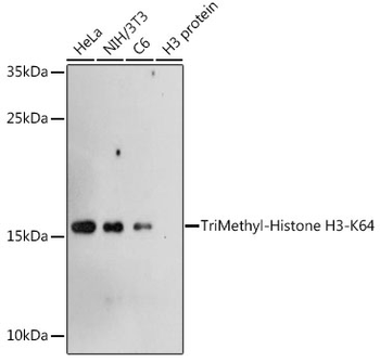 TriMethyl-Histone H3-K64 antibody