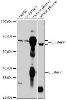 CLU antibody