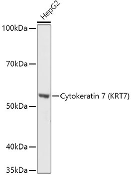 KRT7 antibody