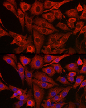 PIK3CG antibody