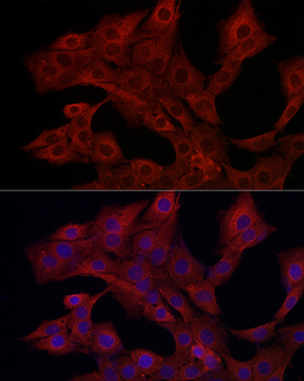 PIK3CG antibody