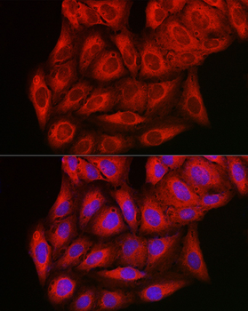 PIK3CG antibody