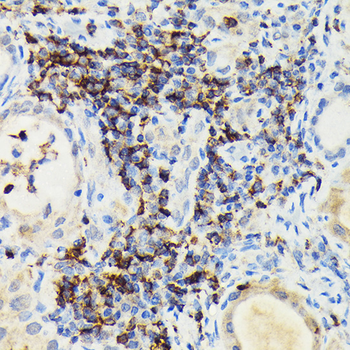 PIK3CG antibody