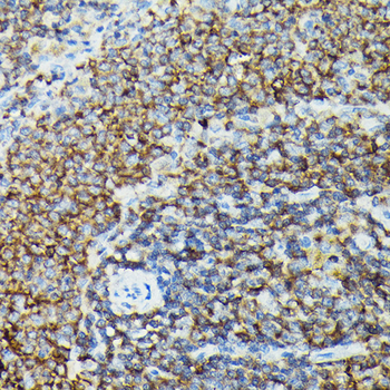 PIK3CG antibody