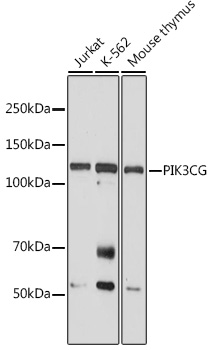 PIK3CG antibody