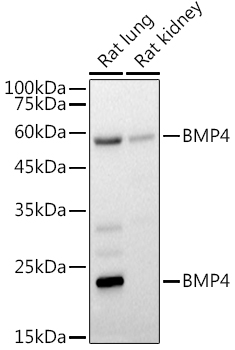 BMP4 antibody