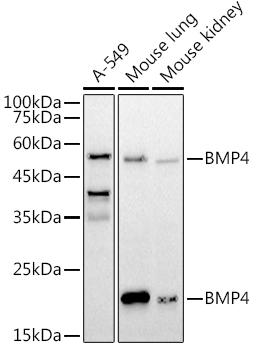 BMP4 antibody