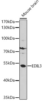 EDIL3 antibody