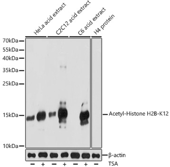 Acetyl-Histone H2B-K12 antibody