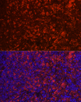 CD4 antibody