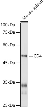 CD4 antibody