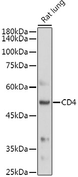 CD4 antibody