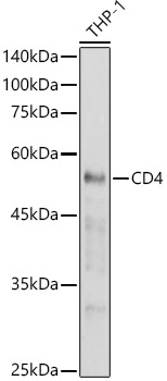 CD4 antibody