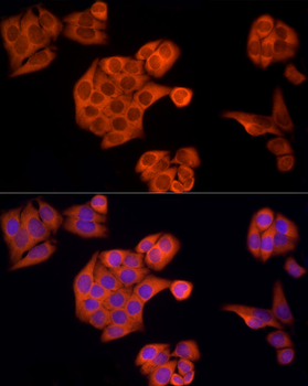 APAF1 antibody