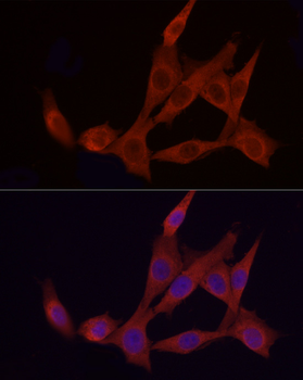 APAF1 antibody