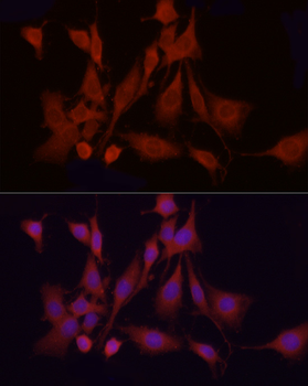 APAF1 antibody