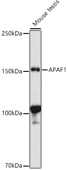 APAF1 antibody