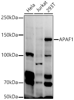 APAF1 antibody