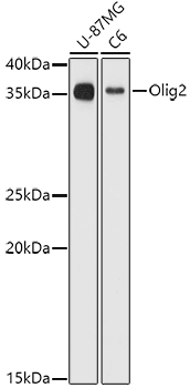 OLIG2 antibody