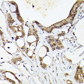 UBQLN4 antibody